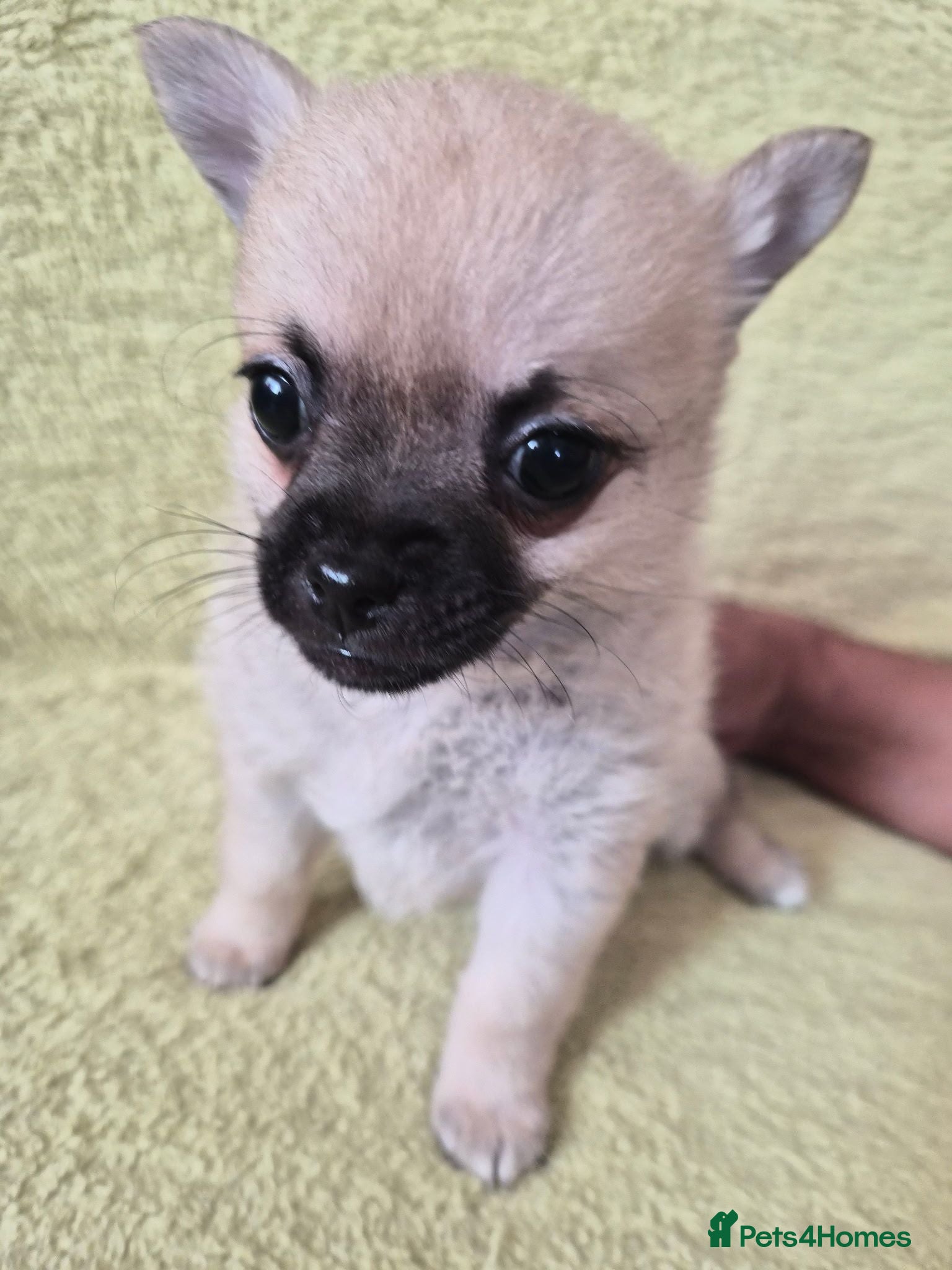 Pomchi dogs 🐶♥️Beautiful Pomchi puppies🐶♥️ - Advert 1