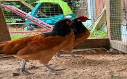 Chickens poultry for sale: Vorwerk Cockerals - Advert 3