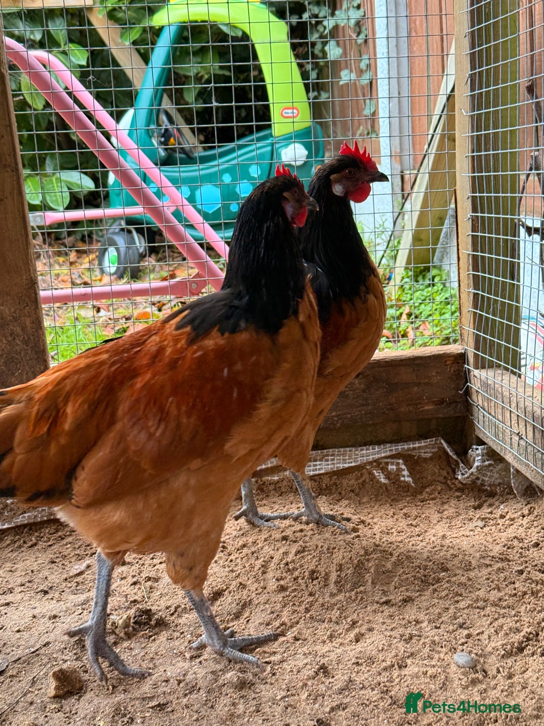 Chickens poultry for sale: Vorwerk Cockerals - Advert 3