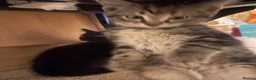 Brazilian Shorthair cats for sale: 3 Gorgeous Kittens  - Advert 8