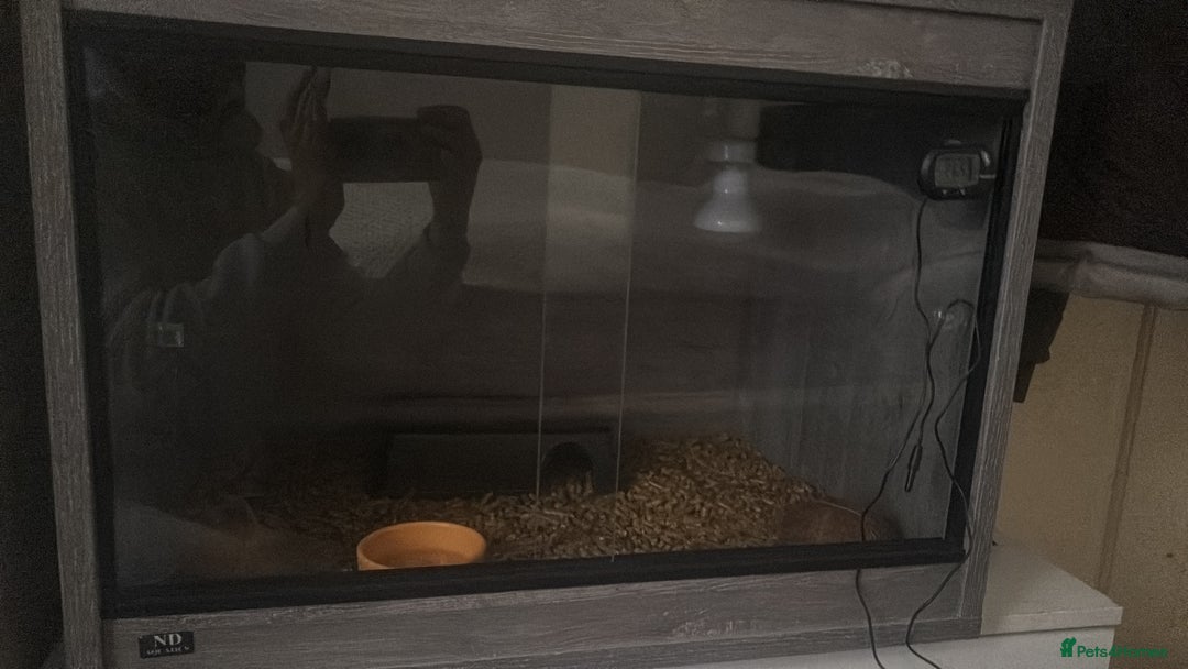 Leopard Gecko reptiles for sale: Snow Leopard gecko for sale with full set up - Image 7