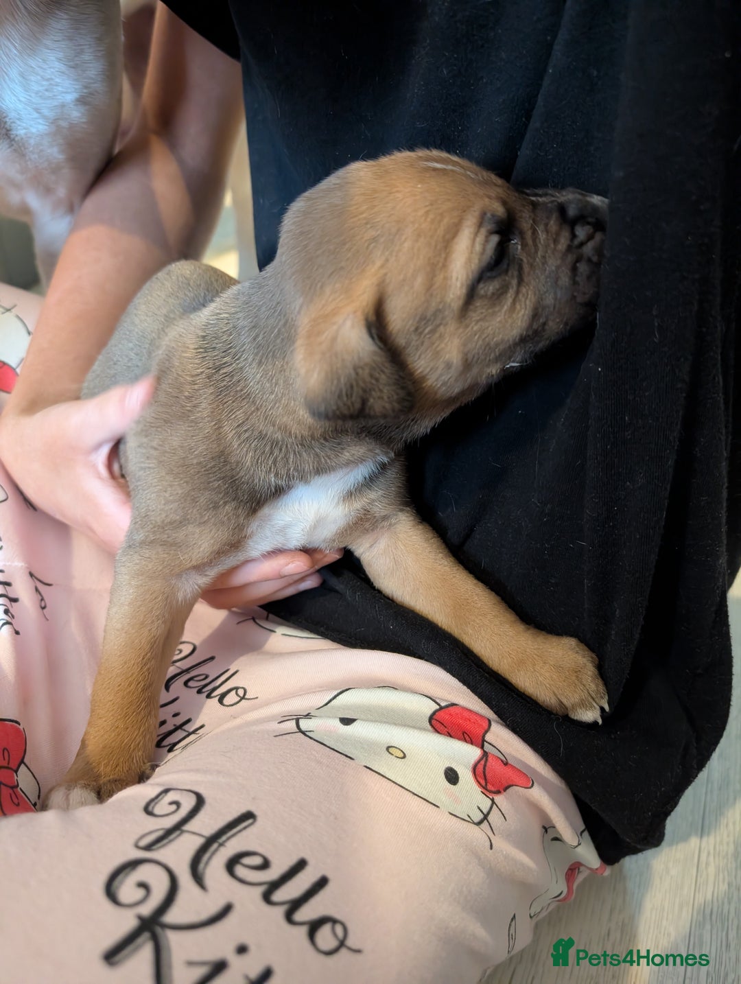 Mixed Breed dogs for sale: Staffy X pups  - Advert 8