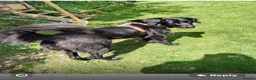 Mixed Breed dogs for adoption: Meet Merlin, currently residing in Powys in Caersws - Advert 3
