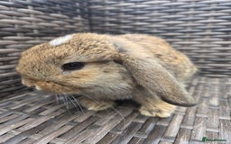 Mini Lop rabbits for sale:  The last two rabbits have been reserved Mini Lops - Image 5