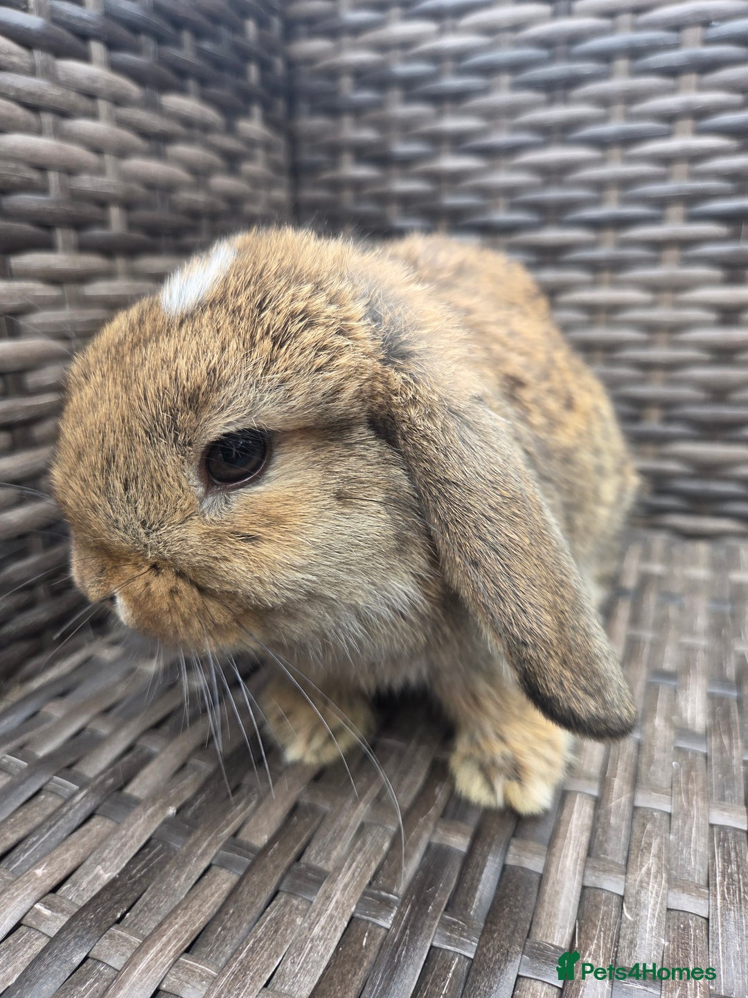 Mini Lop rabbits for sale:  The last two rabbits have been reserved Mini Lops - Image 5