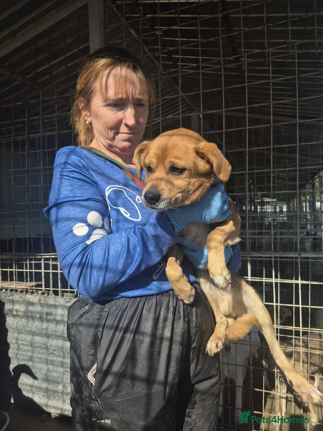 Mixed Breed dogs for adoption: Fry - Norwich Norfolk  - Advert 21