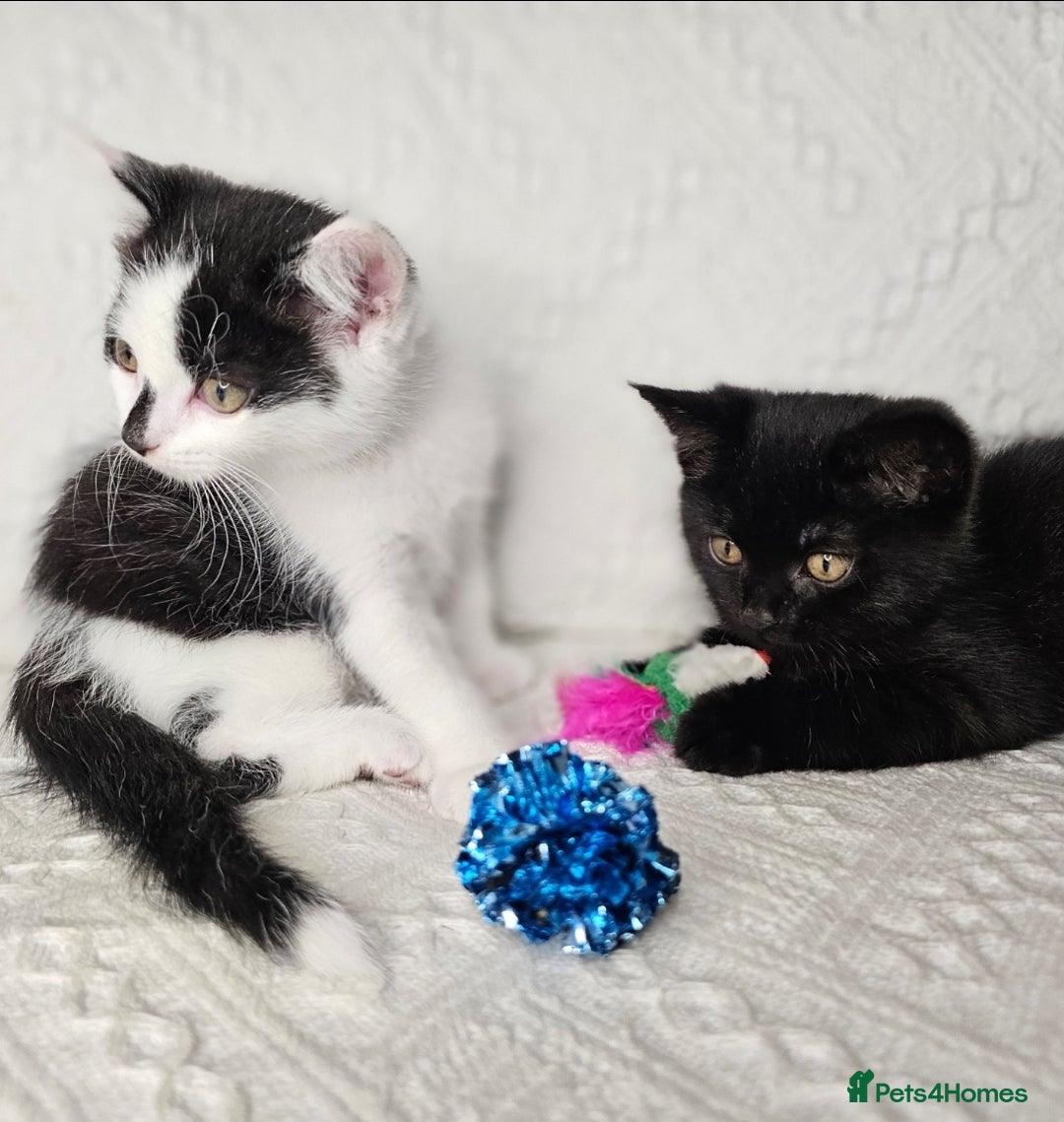 Scottish Fold cats for sale: Scottish straight x British short kittens  - Image 2