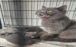 British Shorthair cats for sale: BSH BLUE AND BSH GOLD KITTENS Ready now! - Image 8