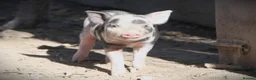 Pig livestock for sale: Genuine Juliana Line Micro Pigs - Advert 7