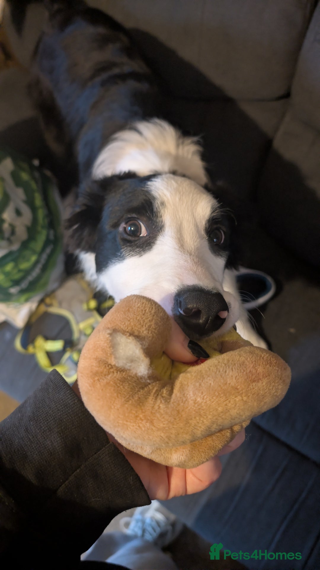 Border Collie dogs for adoption: 5 month old border collie - Advert 3