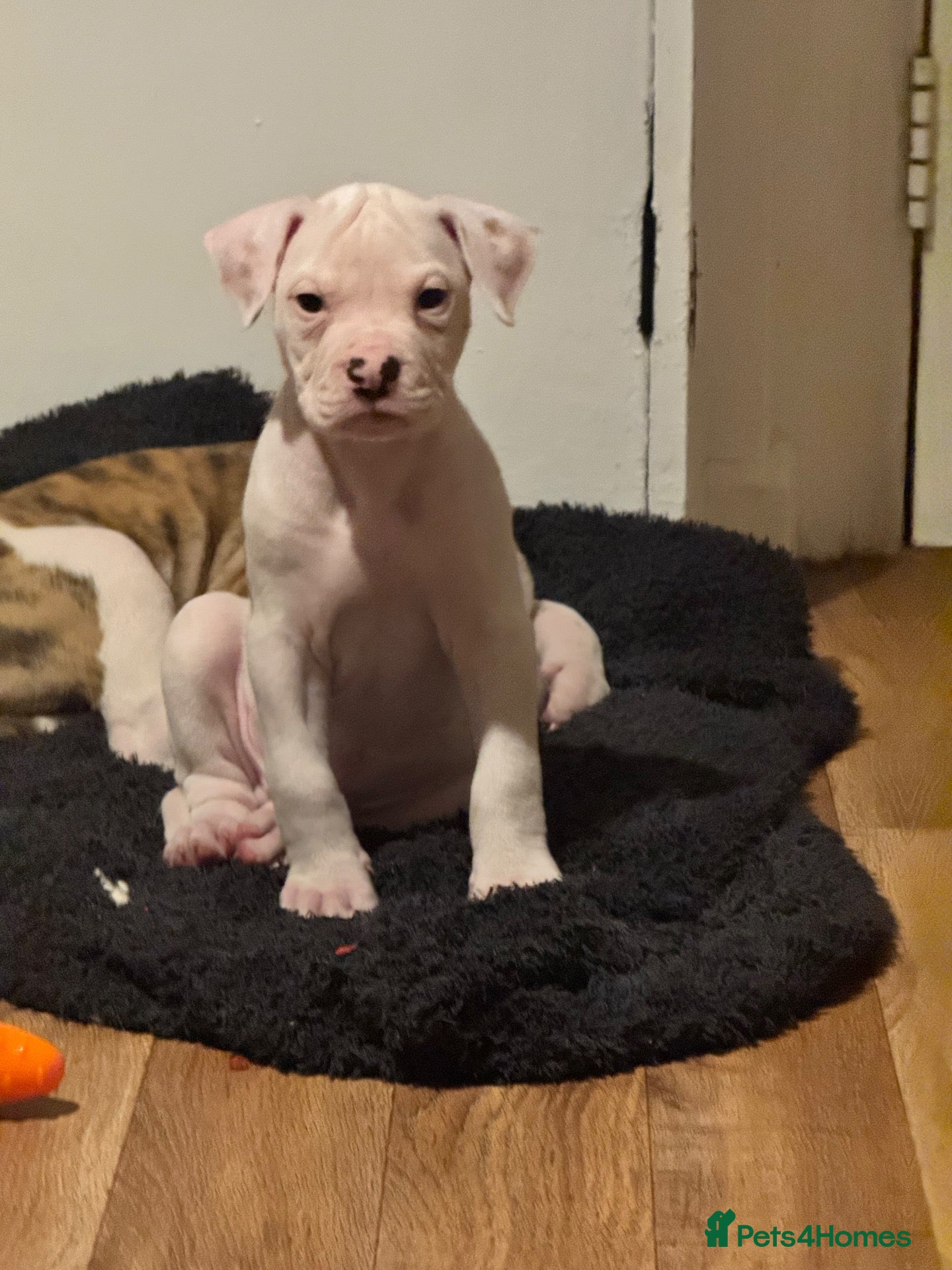 American Bulldog dogs Last male American bulldog puppy  - Advert 6