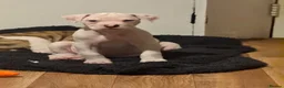 American Bulldog dogs for sale: Last male American bulldog puppy  - Advert 3