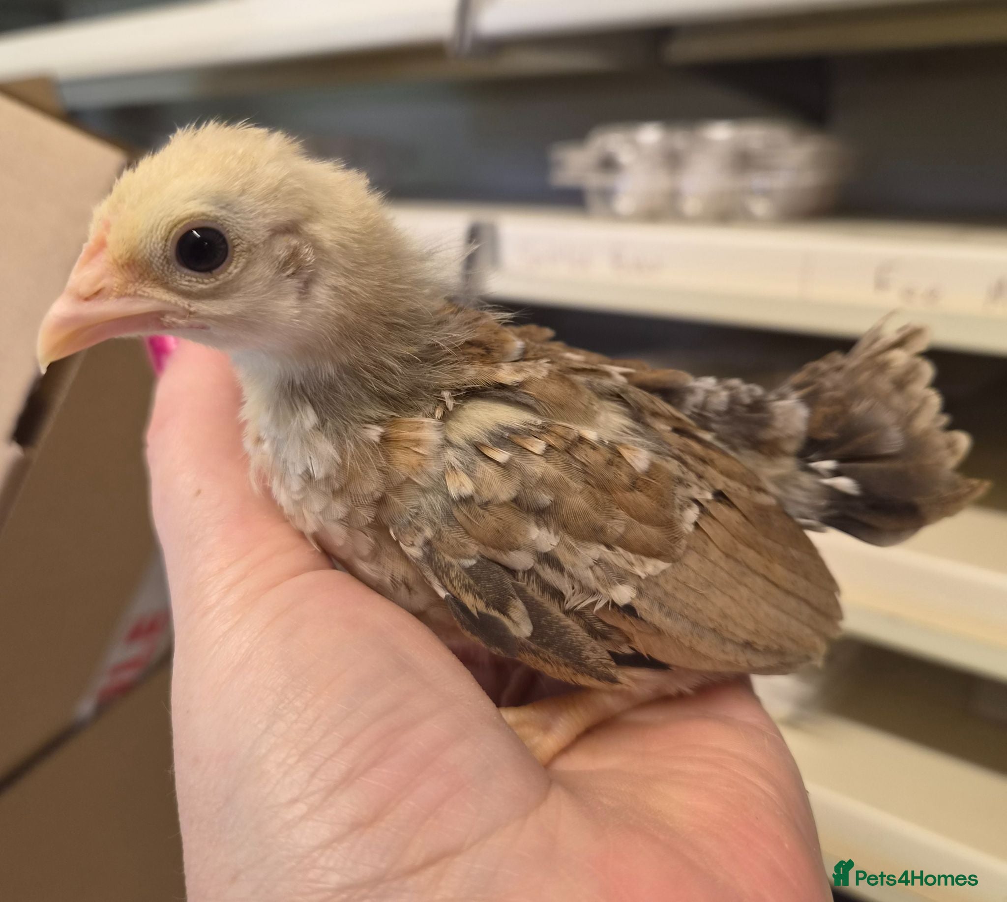 Chickens poultry 6 serama chicks tiny chickens available  - Advert 2
