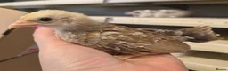 Chickens poultry for sale: 6 serama chicks tiny chickens available  - Advert 1