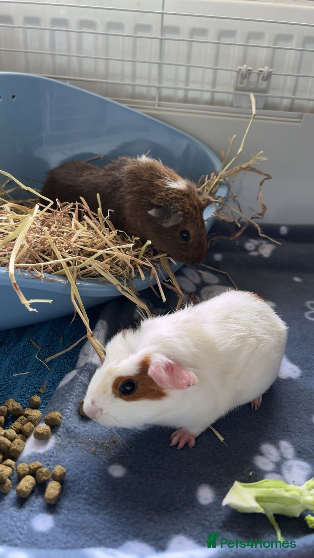 Guinea Pig rodents 3 MALE GUINEA PIGS  - Advert 1