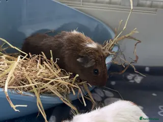 Guinea Pig rodents 3 MALE GUINEA PIGS - Advert 13