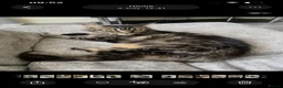 Maine Coon cats for sale: Maine coon chocolate tabby  - Advert 3