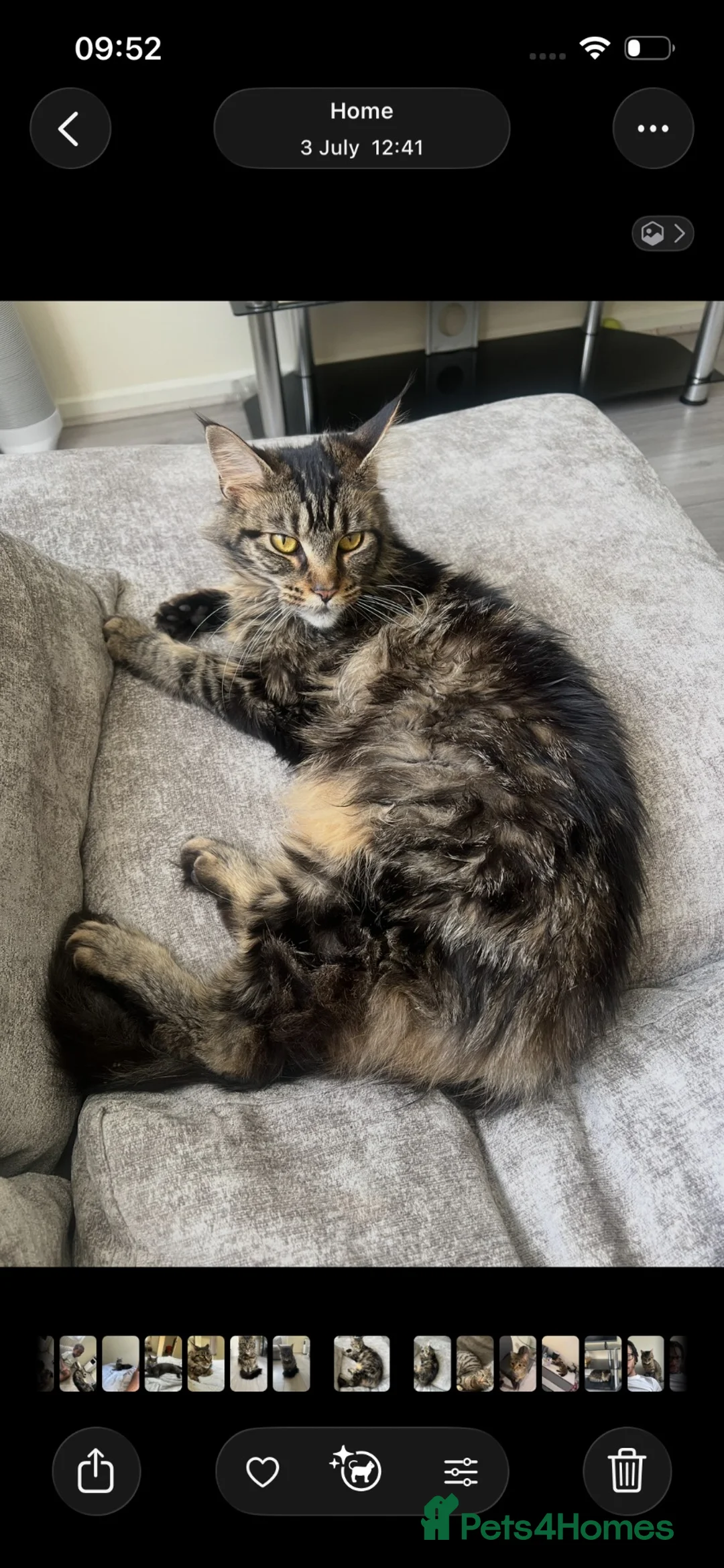 Maine Coon cats for sale: Maine coon chocolate tabby  - Advert 3