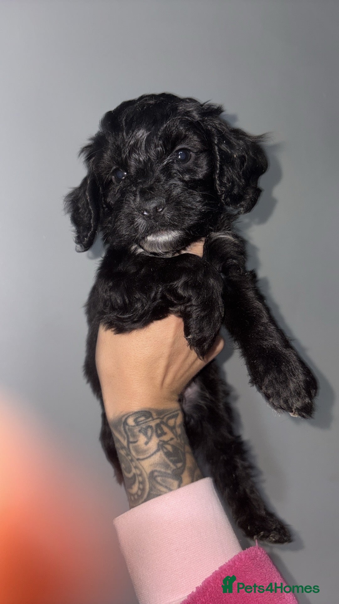 Cockapoo dogs for sale: Gorgeous cockapoo puppies  - Advert 8