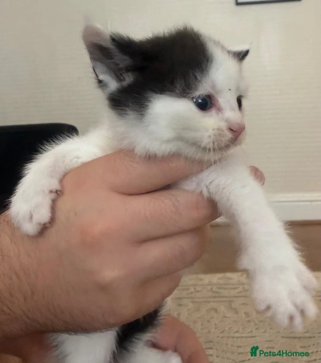 Mixed Breed cats for sale: Beautiful fluffy kittens in Pontypridd - Advert 8