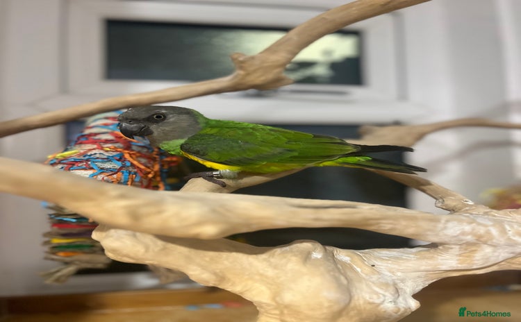 Budgerigars birds - Advert 13