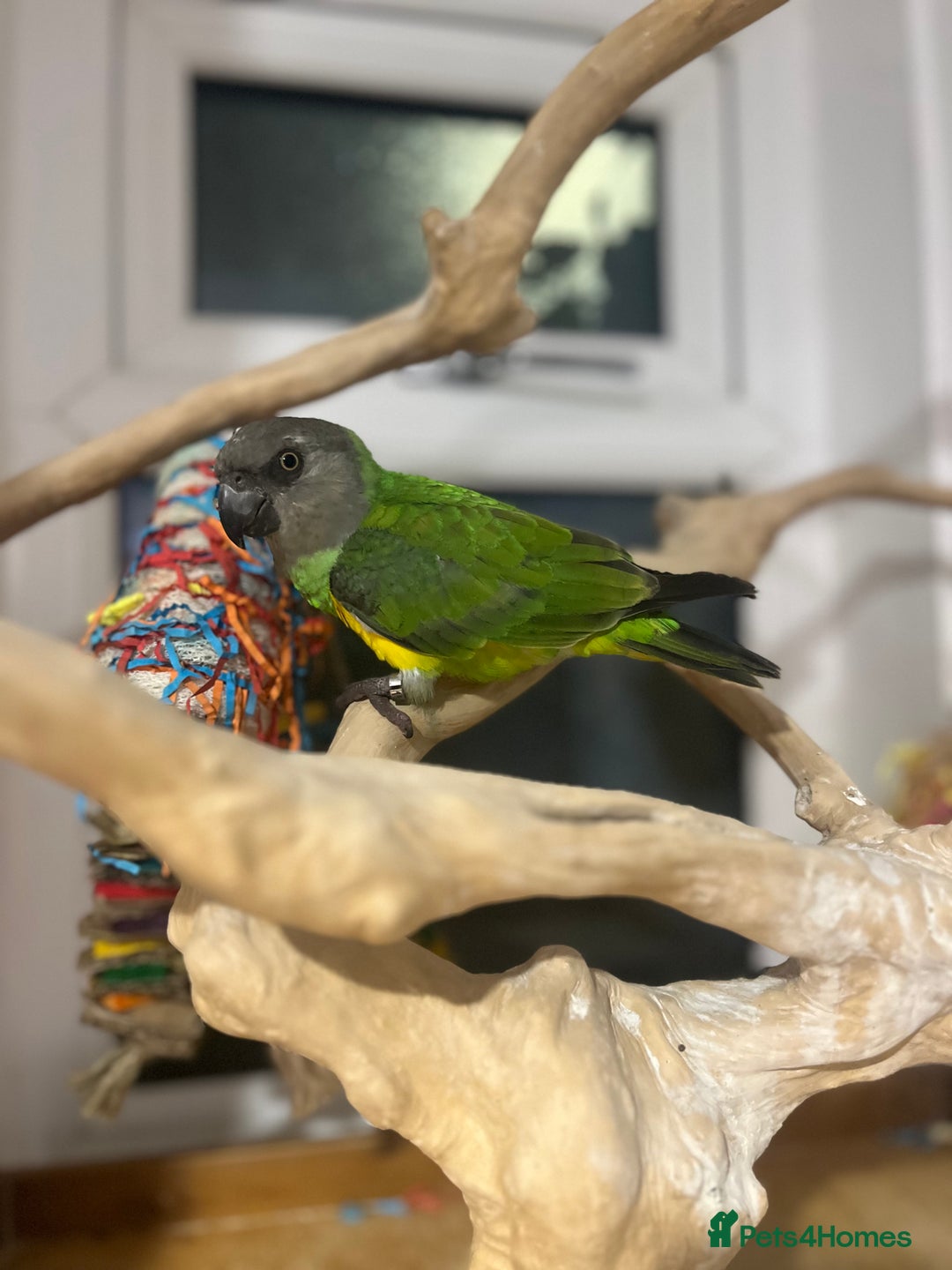 Budgerigars birds for sale: Baby Senegal for sale tame - Image 1