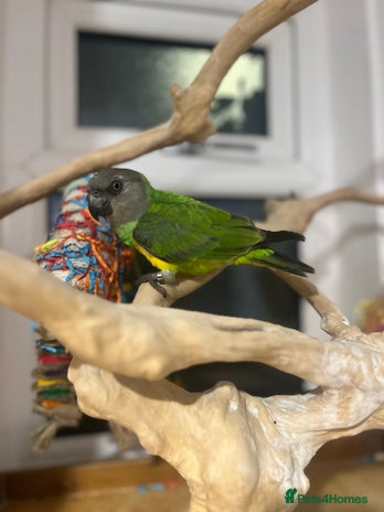 Budgerigars birds - Advert 13