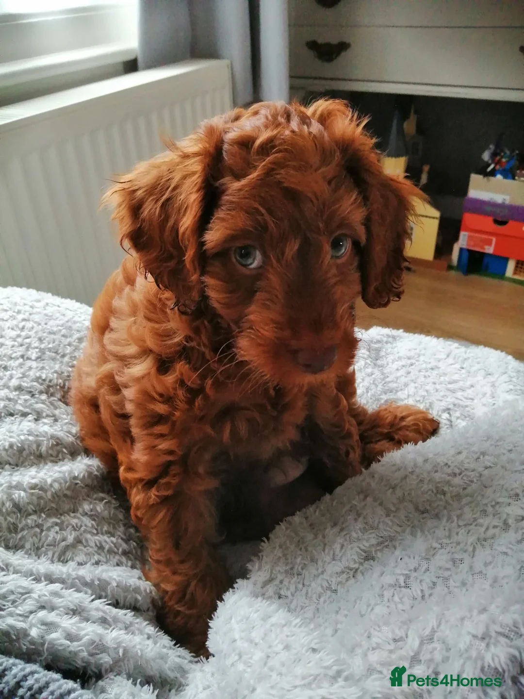 Cockapoo dogs for stud: Cockapoo Stud - Advert 10