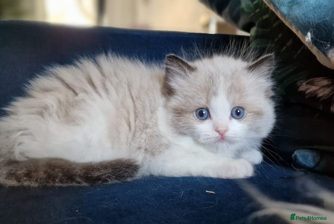 Ragdoll cats for sale: 🌸Stunning TICA🏆Kittens | Award winning cattery🌸 in Slough - Image 37