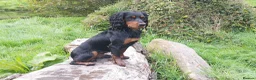 Cocker Spaniel dogs for stud: For Stud Proven KC reg Working Cocker Spaniel - Advert 5