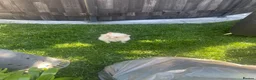 Pomeranian dogs for sale: Tiny white boy  - Advert 2
