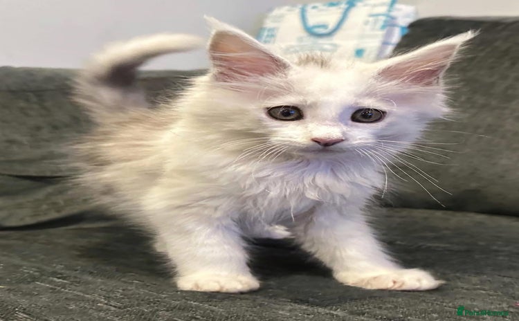 Maine Coon cats - Advert 2