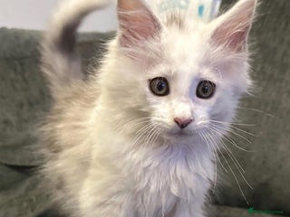 Maine Coon cats - Advert 1