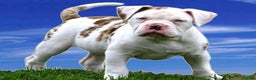 Alapaha Blue Blood Bulldog dogs for sale: SUPERB PICK OF LITTER PUP 5***** - Advert 3