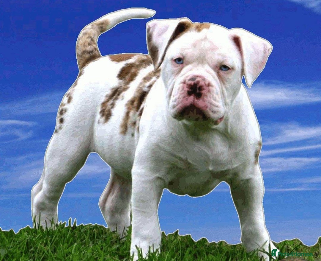 Alapaha Blue Blood Bulldog dogs for sale: SUPERB PICK OF LITTER PUP 5***** - Advert 3