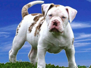 Alapaha Blue Blood Bulldog dogs EXCEPTIONAL FEMALE PUP . 5 ***** - Advert 2