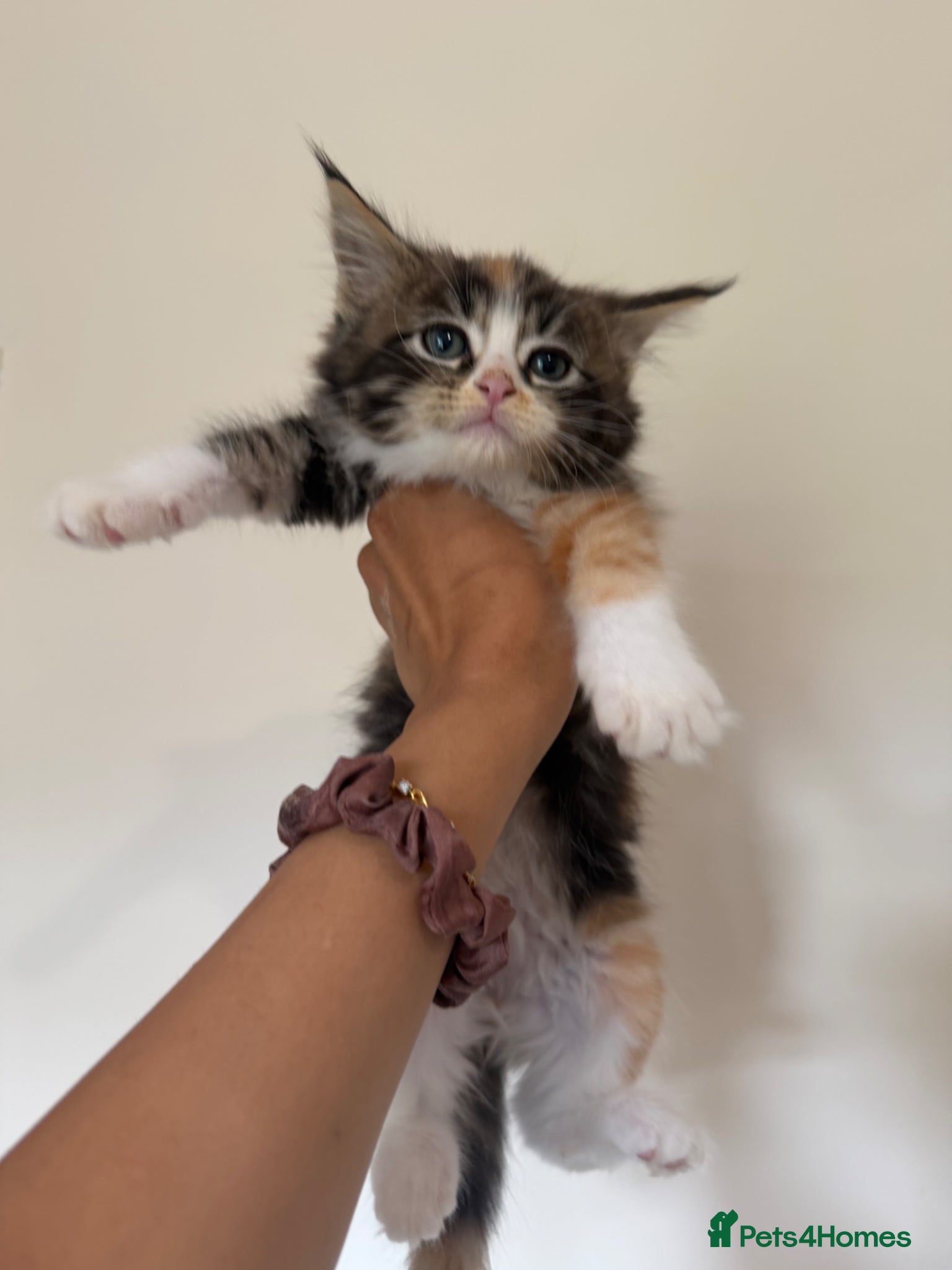 Maine Coon cats for sale: Maincoon X Radoll - Advert 2