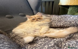 Persian cats for sale: Beautiful cream Persian kitten  - Advert 1