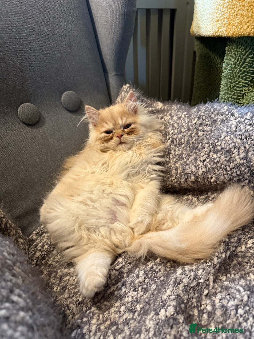 Persian cats for sale: Beautiful cream Persian kitten  - Advert 1