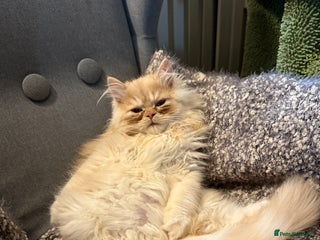 Persian cats for sale: Beautiful cream Persian kitten - Advert 1