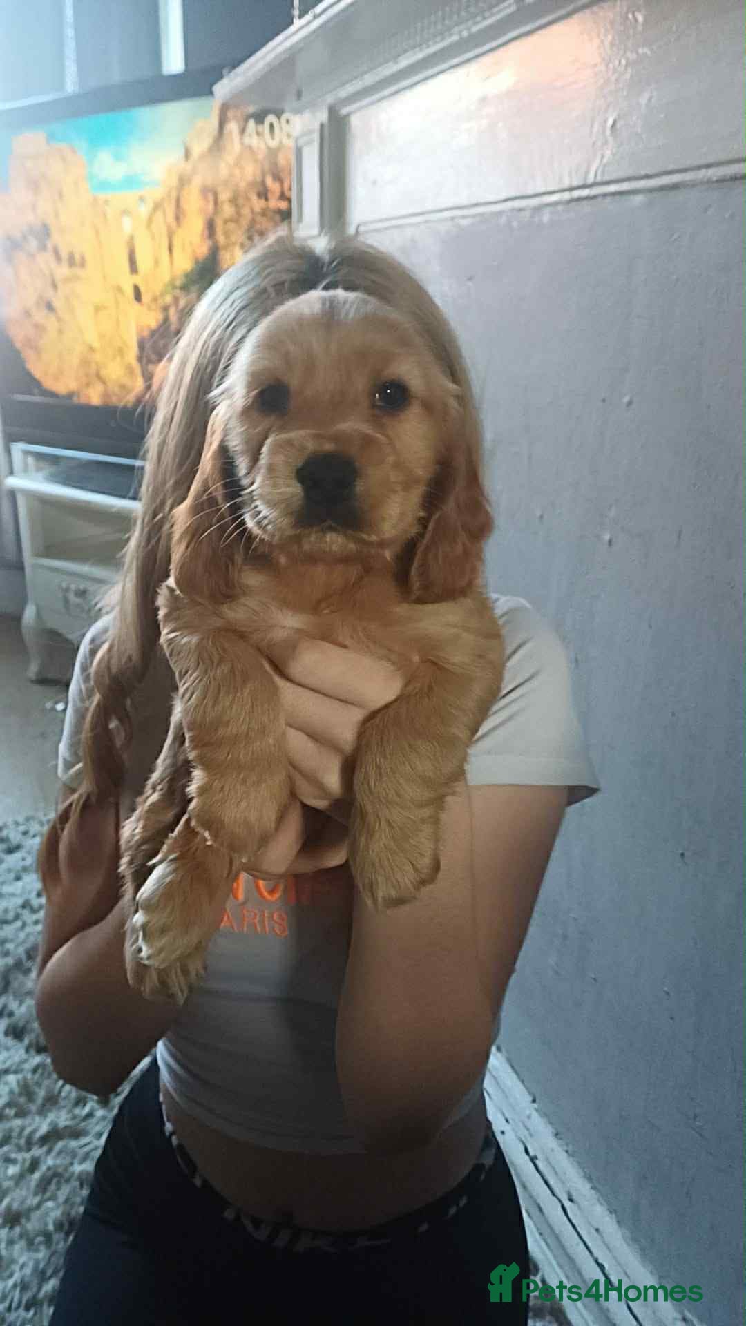 Cocker Spaniel dogs for sale: Gorgeous golden cocker spaniel puppies ready now✨️ - Advert 4