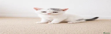 British Shorthair 3