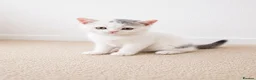 British Shorthair cats for sale: British Shorthair Kitten  in Waltham Abbey - Advert 3