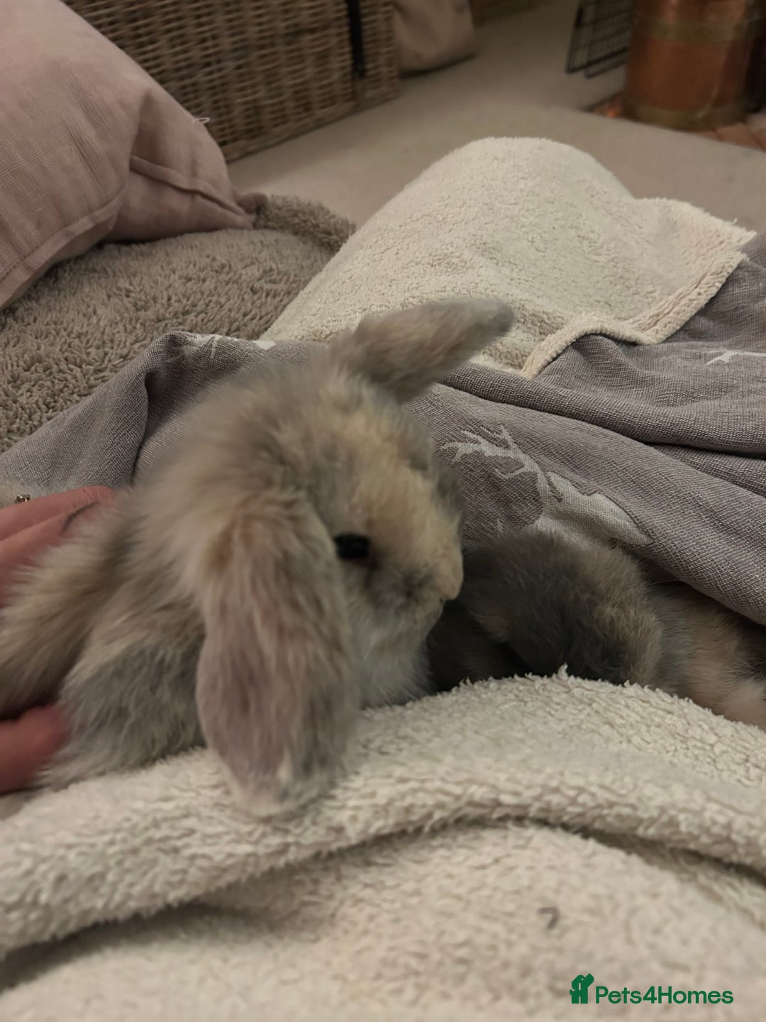 Mini Lop rabbits for sale: Two baby mini lops - Advert 3