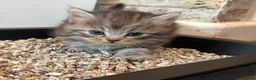 Perdoll cats for sale: beautiful fluffy persian cross ragdoll kittens - Advert 20