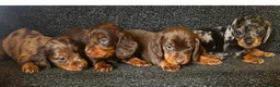 Dachshund dogs for sale: Miniature dachshund puppies 🐶long: smooth hair  - Advert 31