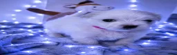 Maltese dogs for sale: 🐶4 Beautiful Maltese Puppies – 3 Boys & 1 Girl - Advert 11