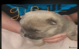 Chow Chow dogs for sale:  KC registered Chow Chow puppies for sale.🤗 - Image 14