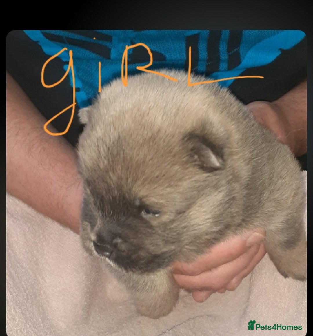 Chow Chow dogs for sale:  KC registered Chow Chow puppies for sale.🤗 - Image 14