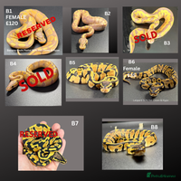 Python Snake reptiles - Advert 4